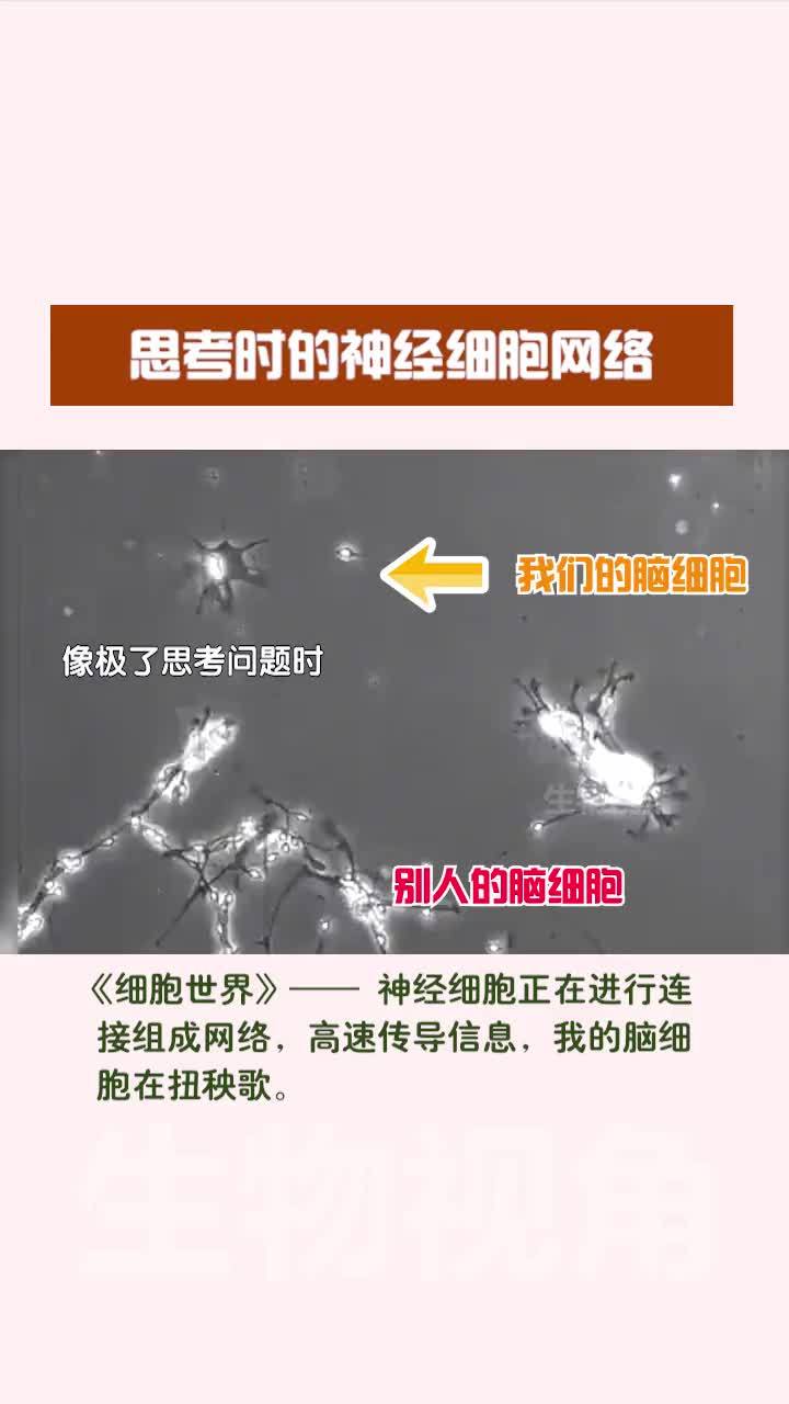 好家伙，别人的脑细胞在快速传导处理信息…………
