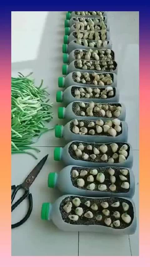 蒜苗采收后的养护绿色无公害种菜更精彩