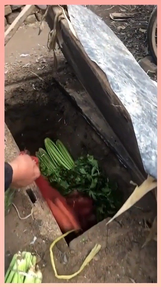 爷爷太可爱了自己挖了个坑来保存蔬菜……