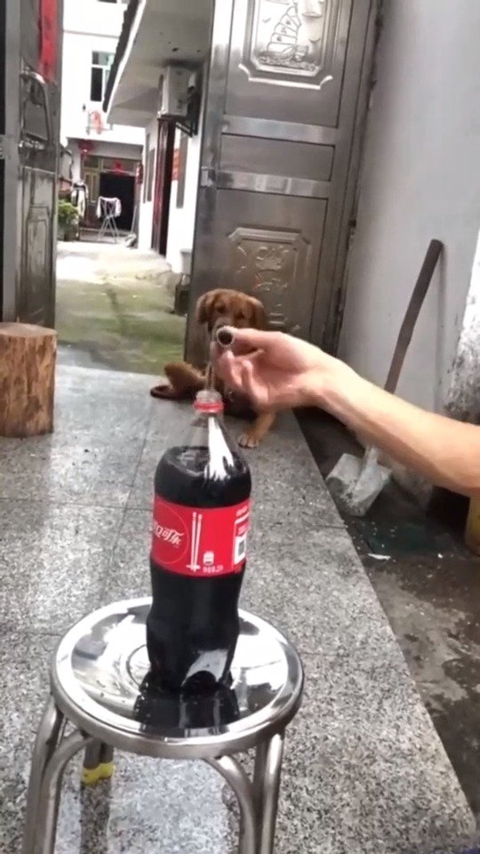 虽然浪费了一瓶可乐，但是总算看到可乐喷泉