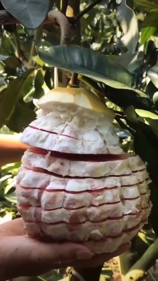这个红柚子真的太像猪肉了，好馋人