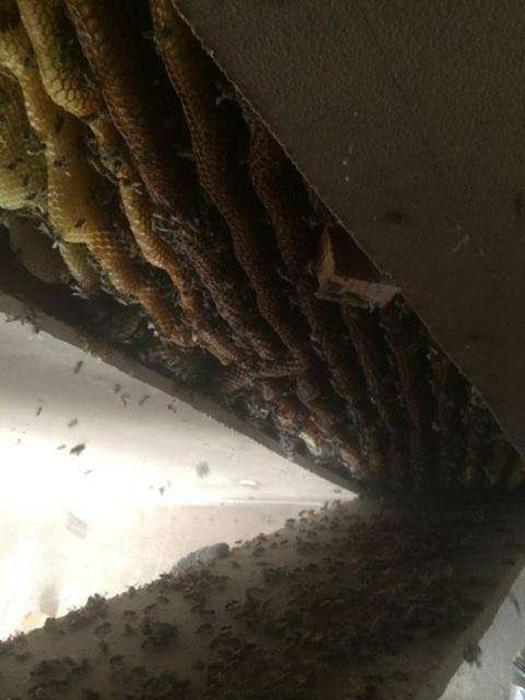 天花板夹层发出“沙沙”的声音,主人锯开一看,全身起了鸡皮疙瘩