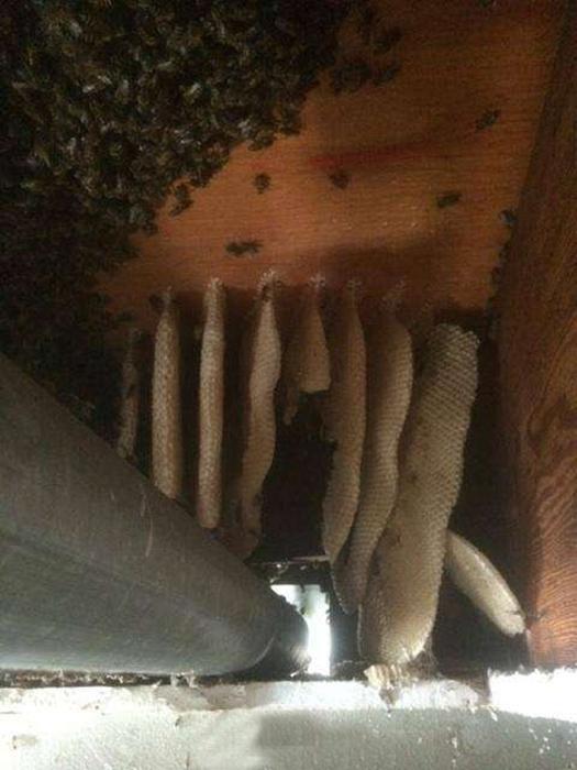 天花板夹层发出“沙沙”的声音,主人锯开一看,全身起了鸡皮疙瘩