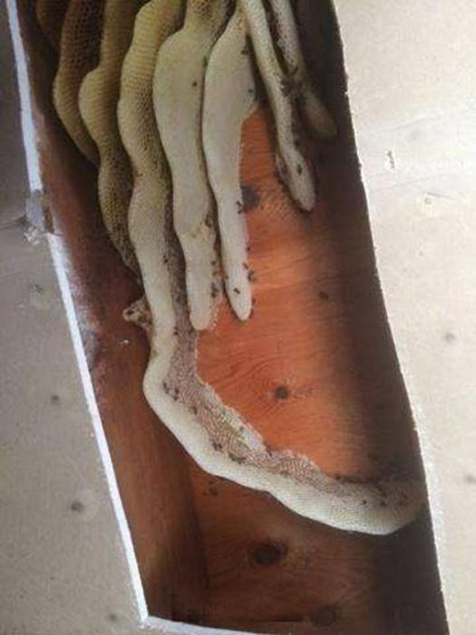 天花板夹层发出“沙沙”的声音,主人锯开一看,全身起了鸡皮疙瘩
