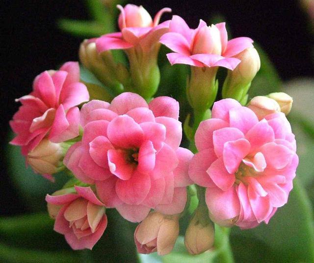 养长寿花，来碗“大豆水”，盆盆花开挂枝头，收不住的观赏劲！