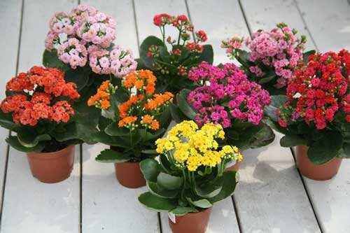 养长寿花，来碗“大豆水”，盆盆花开挂枝头，收不住的观赏劲！