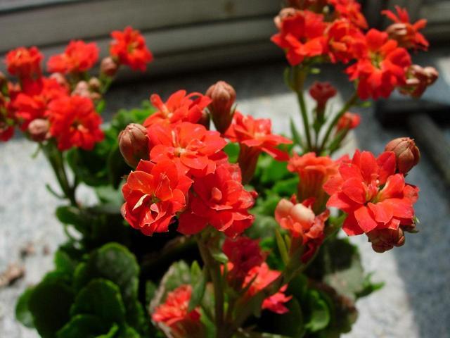 养长寿花，来碗“大豆水”，盆盆花开挂枝头，收不住的观赏劲！
