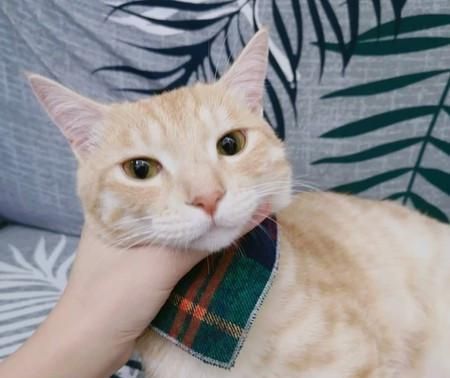 猫咪跳上天花板夹层中监视人类,谜样眼神让人超级不解!