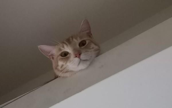 猫咪跳上天花板夹层中监视人类,谜样眼神让人超级不解!