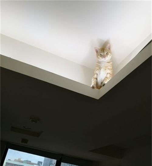 猫咪跳上天花板夹层中监视人类,谜样眼神让人超级不解!