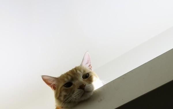 猫咪跳上天花板夹层中监视人类,谜样眼神让人超级不解!