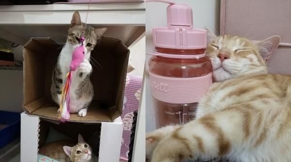 猫咪跳上天花板夹层中监视人类,谜样眼神让人超级不解!