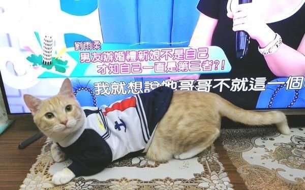 猫咪跳上天花板夹层中监视人类,谜样眼神让人超级不解!