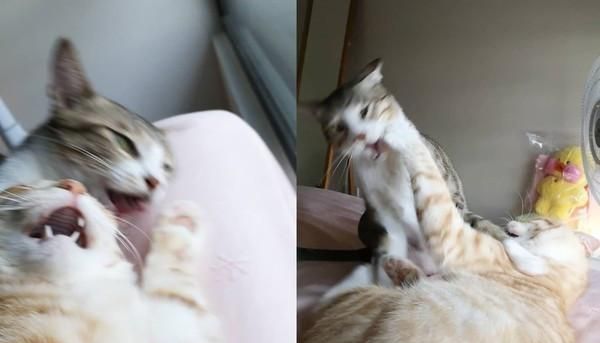 猫咪跳上天花板夹层中监视人类,谜样眼神让人超级不解!