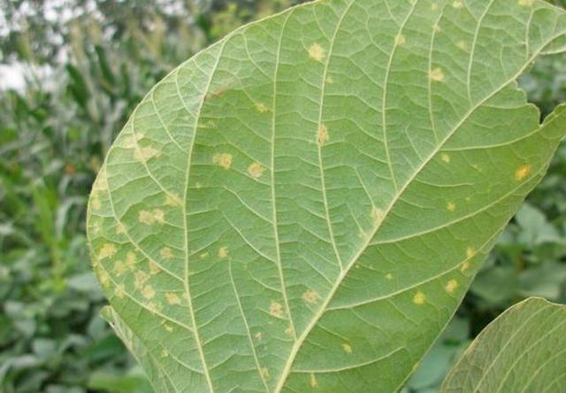 种植大豆时，这种病害比较常见，提前预防避免减产