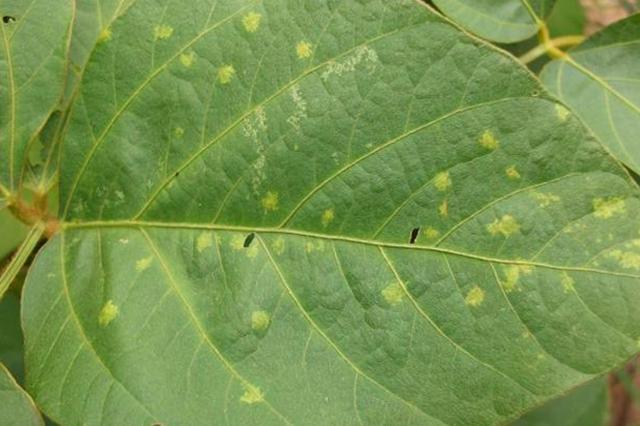 种植大豆时，这种病害比较常见，提前预防避免减产