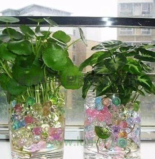 这些容器和水培植物更加搭配呢,没用起来真是太亏了!!