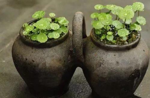 这些容器和水培植物更加搭配呢,没用起来真是太亏了!!