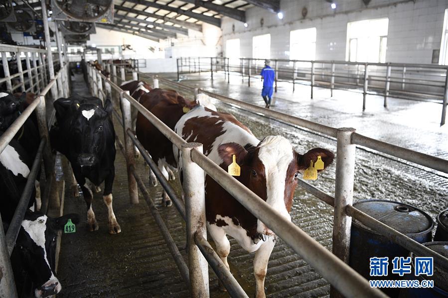 （经济）（1）沙漠治理变身“奶牛乐园”