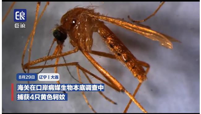 辽宁捕获4只金色蚊子！胸盾片翅鳞和腹部呈黄色或金黄色，各足股节端部具有一褐色的环