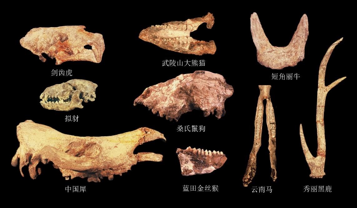 湖北发现距今百万年人类头骨化石
